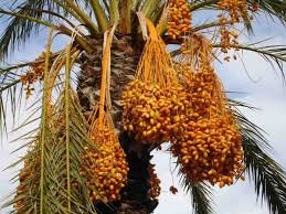 Date Palm